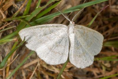 <i>Cabera exanthemata</i>
