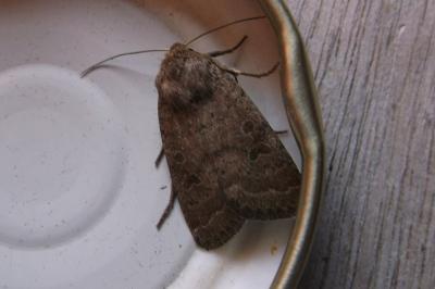 <i>Hoplodrina octogenaria</i>