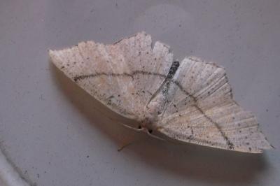<i>Cyclophora punctaria</i>