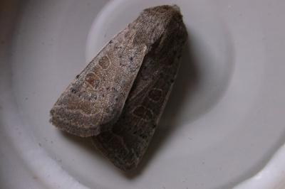 <i>Hoplodrina ambigua</i>