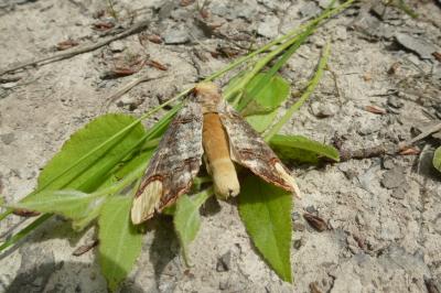 <i>Phalera bucephala</i>