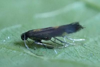 <i>Euspilapteryx auroguttella</i>