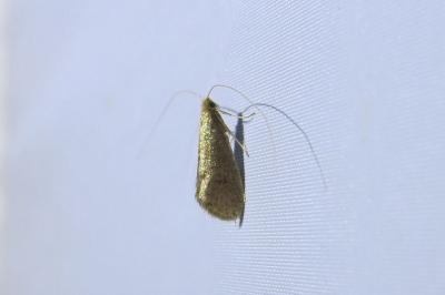 <i>Nematopogon metaxella</i>