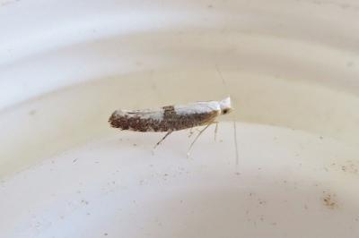 <i>Argyresthia</i>