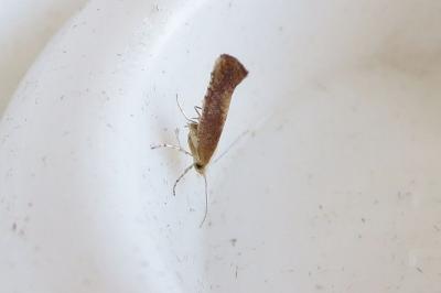 <i>Argyresthia albistria</i>