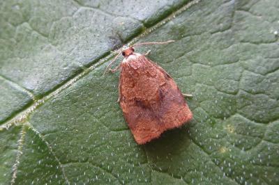 <i>Archips rosana</i>