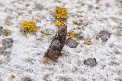 <i>Rhopobota naevana</i>