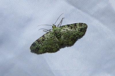 <i>Pasiphila rectangulata</i>