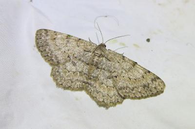 <i>Hypomecis punctinalis</i>