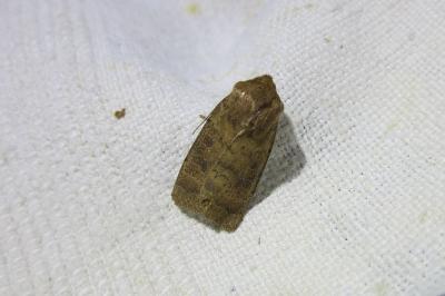 <i>Hoplodrina octogenaria</i>