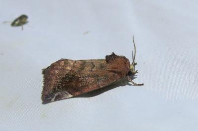 <i>Cosmia pyralina</i>