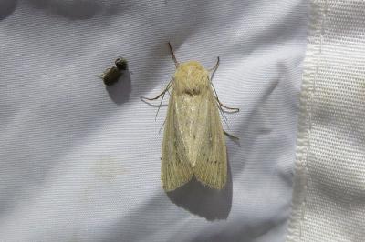 Leucania obsoleta