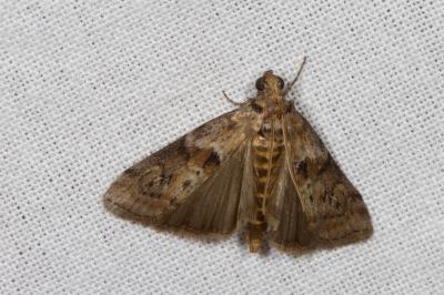 <i>Phycita roborella</i>