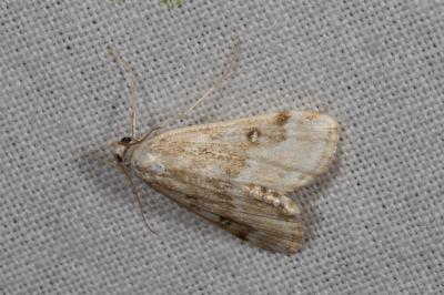 <i>Parapoynx stratiotata</i>