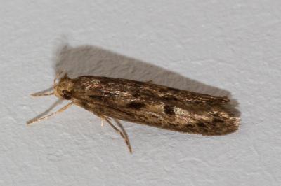 <i>Hofmannophila pseudospretella</i>