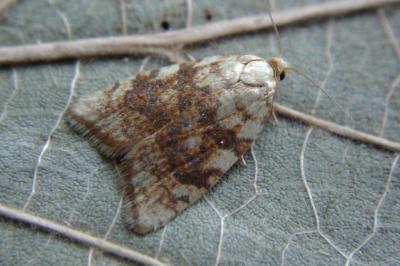 <i>Aleimma loeflingiana</i>