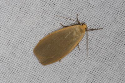 <i>Collita griseola</i>