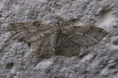 <i>Ectropis crepuscularia</i>