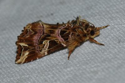 <i>Callopistria juventina</i>