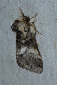 <i>Drymonia dodonaea</i>