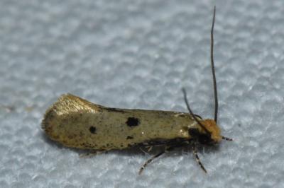 <i>Tinea trinotella</i>