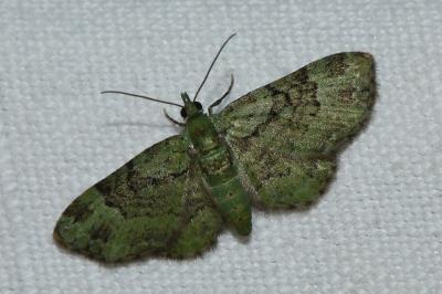 <i>Pasiphila rectangulata</i>