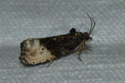 <i>Hedya ochroleucana</i>