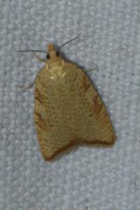 <i>Aleimma loeflingiana</i>