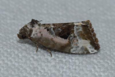<i>Elaphria venustula</i>