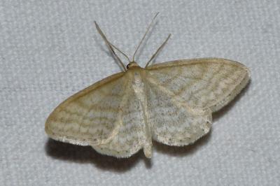 <i>Idaea macilentaria</i>