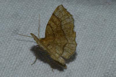 <i>Cepphis advenaria</i>