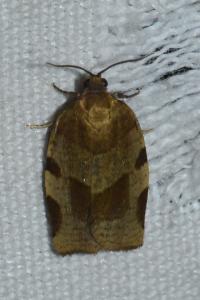 <i>Choristoneura hebenstreitella</i>