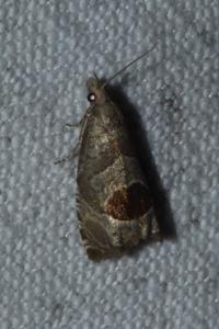 <i>Notocelia uddmanniana</i>
