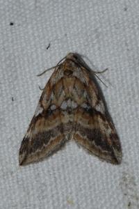 <i>Chesias rufata</i>