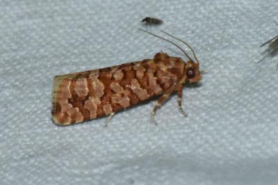 <i>Lozotaeniodes formosana</i>