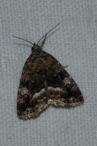 <i>Deltote pygarga</i>
