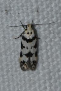 <i>Pseudotelphusa scalella</i>
