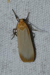 <i>Katha depressa</i>