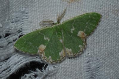 <i>Comibaena bajularia</i>