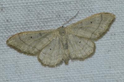 <i>Idaea straminata</i>