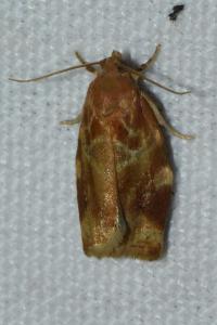 <i>Archips xylosteana</i>