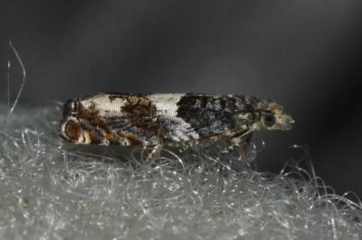 <i>Epinotia demarniana</i>