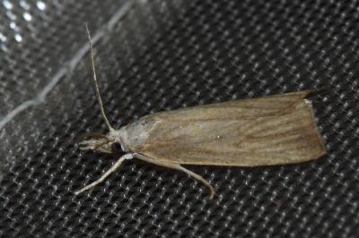 <i>Calamotropha paludella</i>