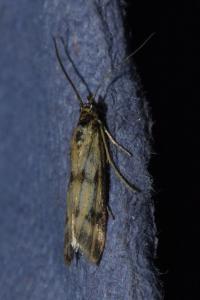 <i>Homoeosoma sinuella</i>