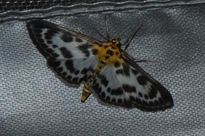 <i>Anania hortulata</i>