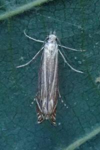 <i>Isophrictis</i>