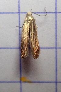 <i>Isophrictis</i>
