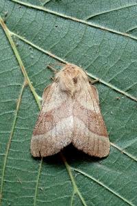 <i>Malacosoma neustria</i>