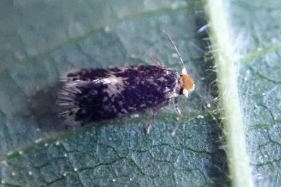 <i>Stigmella</i>