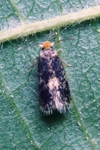 <i>Stigmella</i>